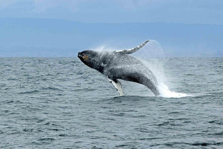 Whale watching mirissa from Colombo or Bandaranaike International Airport (CMB) - Photo 1 of 7